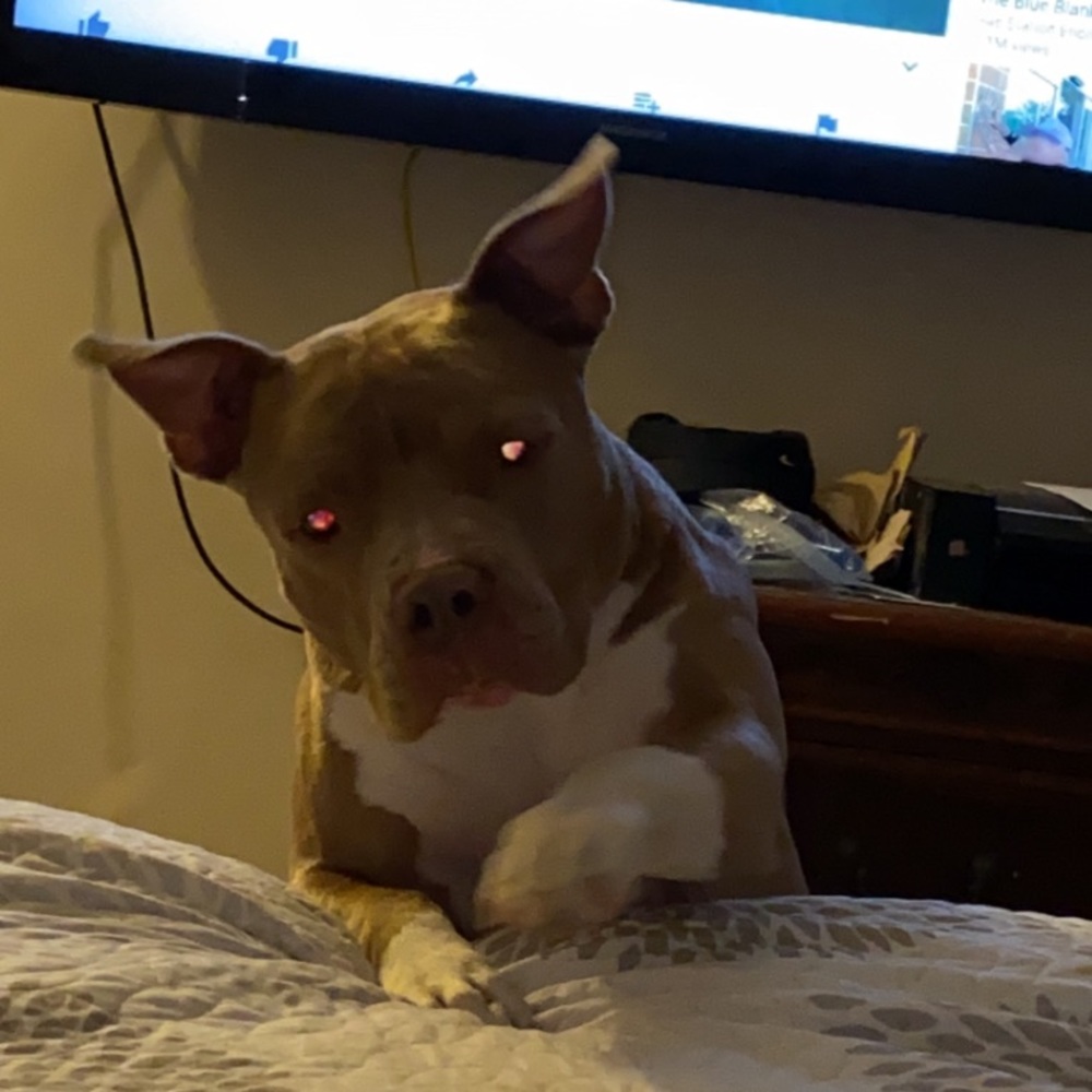 Meet your Posher, Gustavo